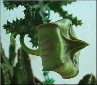 Edithcolea grandis 11